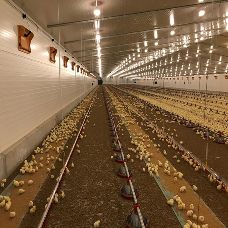 Effizienter und sicherer Broiler Flat -Huhn -Hühnerausrüstung