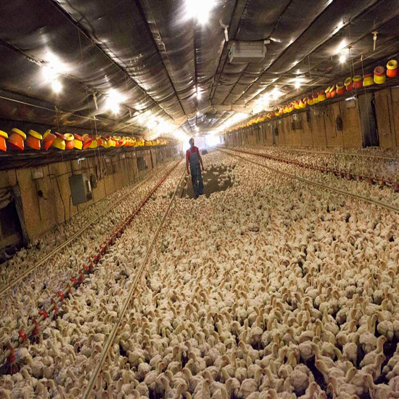 Effizienter und sicherer Broiler Flat -Huhn -Hühnerausrüstung